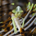   Crinoid Shrimp. YellowLembeh Batu sandar3Canon 40D Canon 60 macro 2xYS1101100 f13 Asa100 Shrimp sandar-3 sandar3 sandar 2xYS-110 2xYS110 2xYS 110 1/100 1100 100  